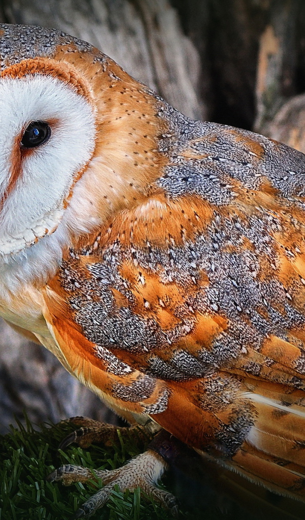 Полярная сова