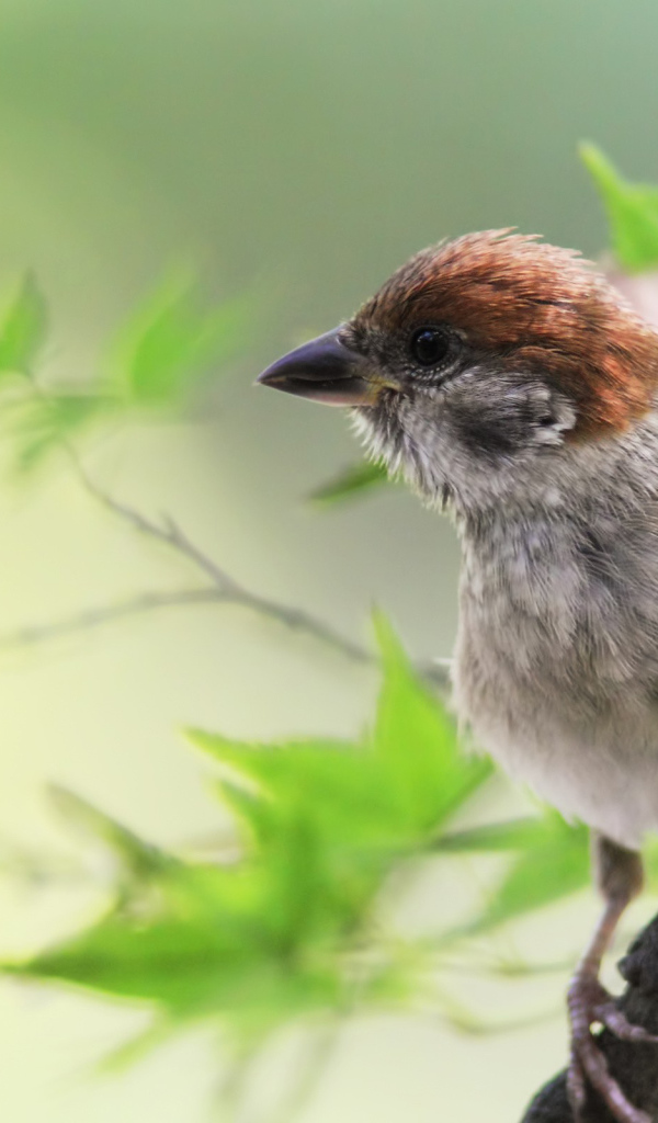 Воробей на веточке