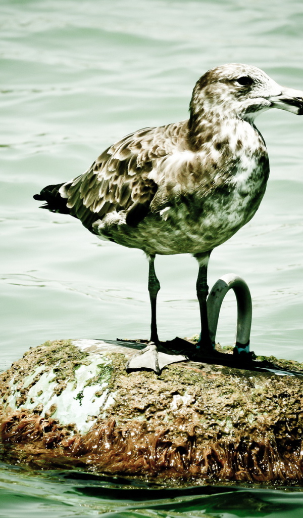 Пятнистая чайка