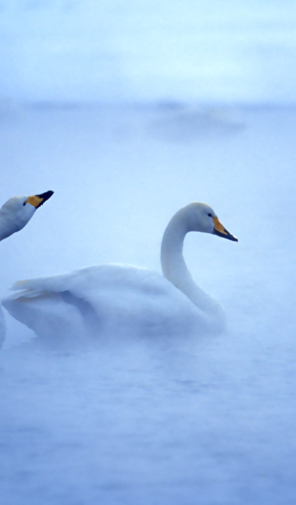 Лебединая пара