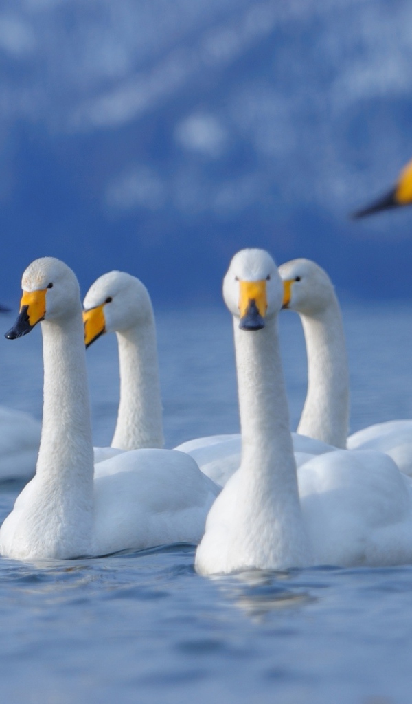 Лебеди на озере