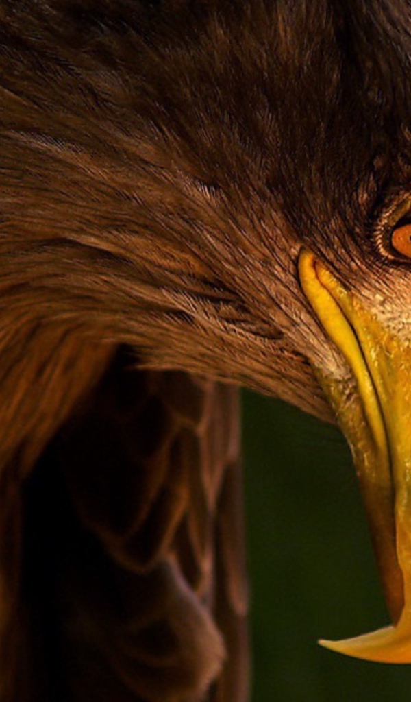 Грозный орел