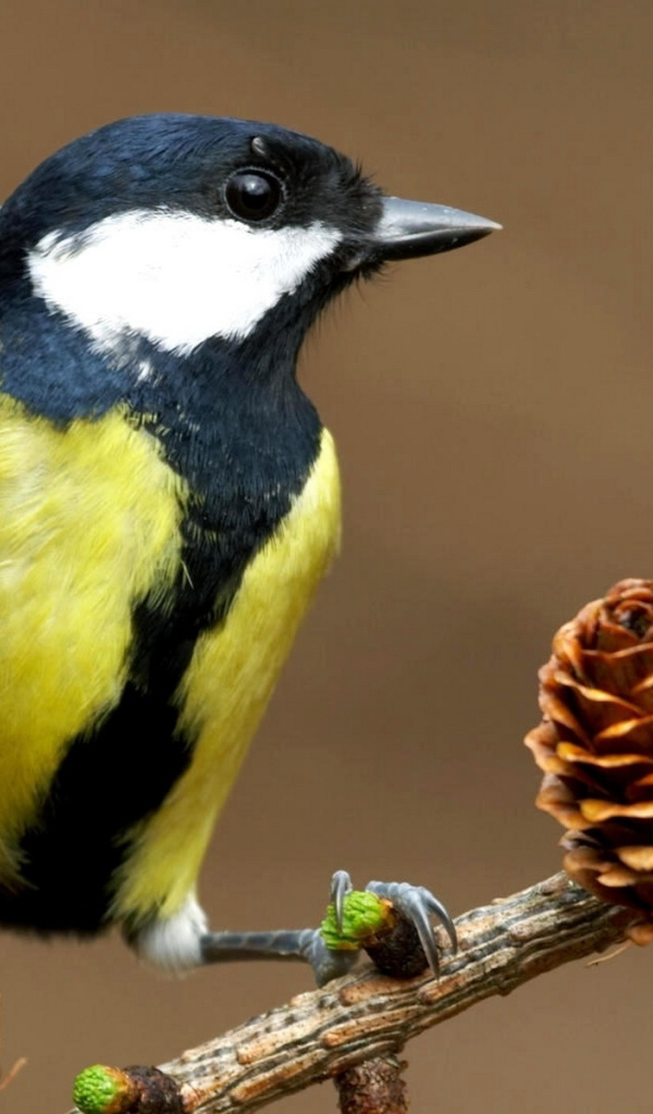 Синица на ветке