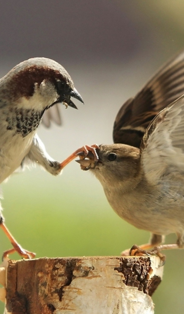 Два воробья