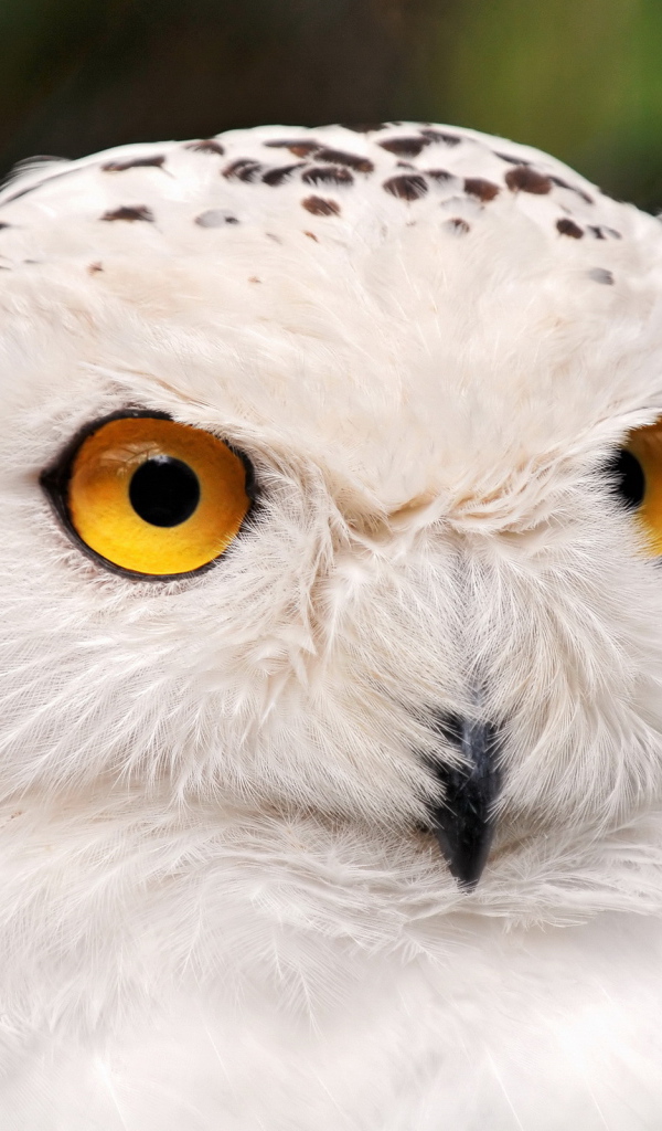 Белая сова