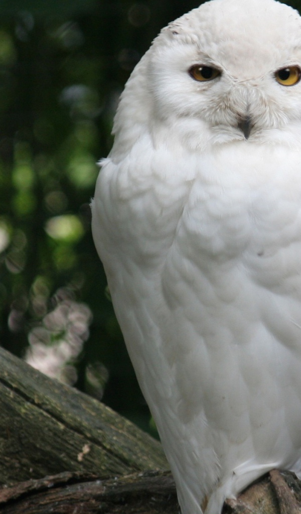 Белая сова на ветке