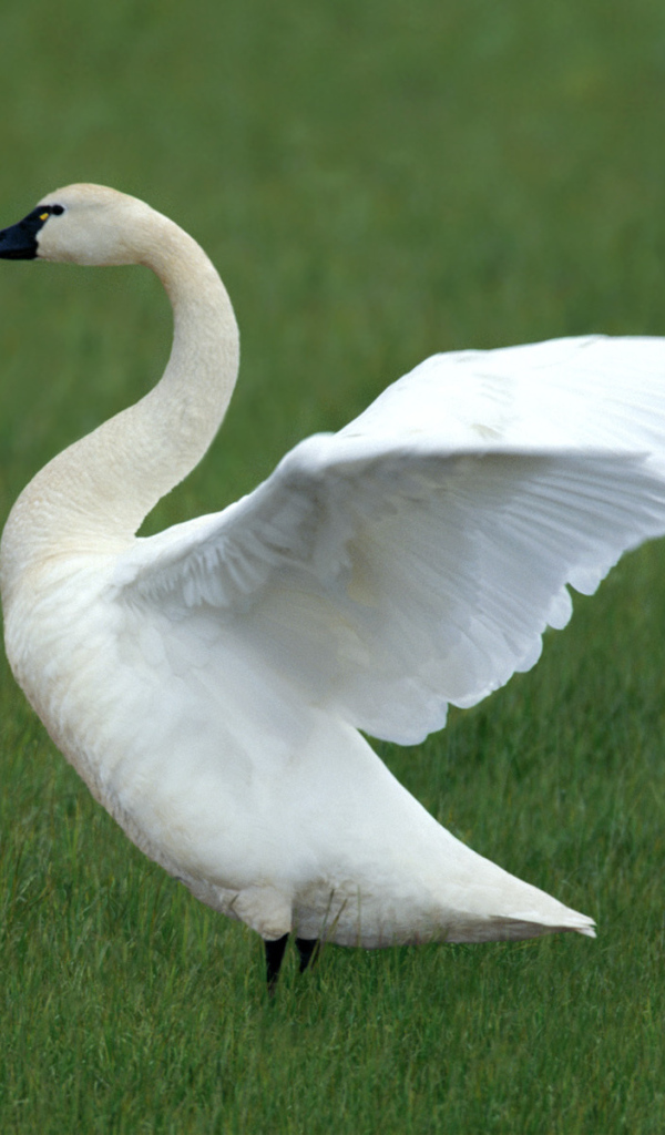 Белый лебедь и утенок