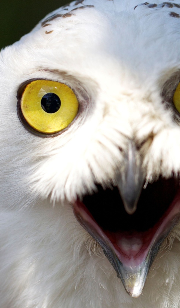 Белый филин