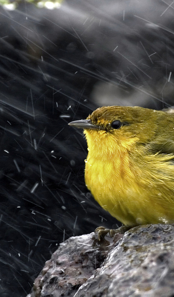 Желтая Древесница