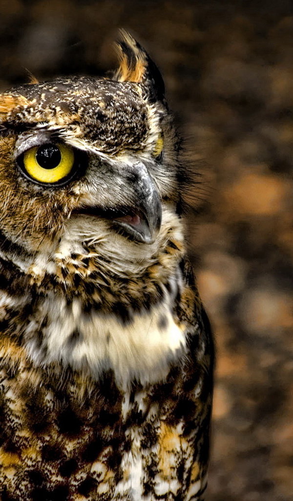 глазастый филин