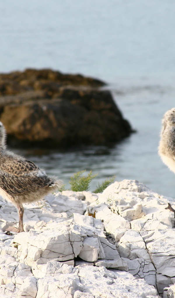 птенцы Чайки