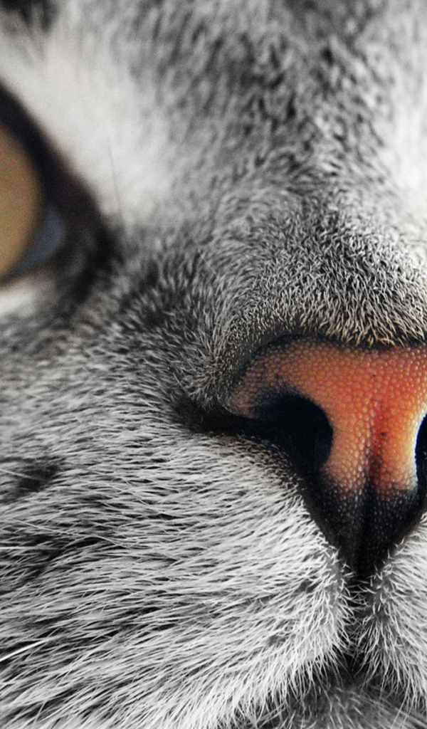 Мордашка кошки