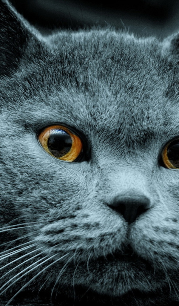 Красавец кот