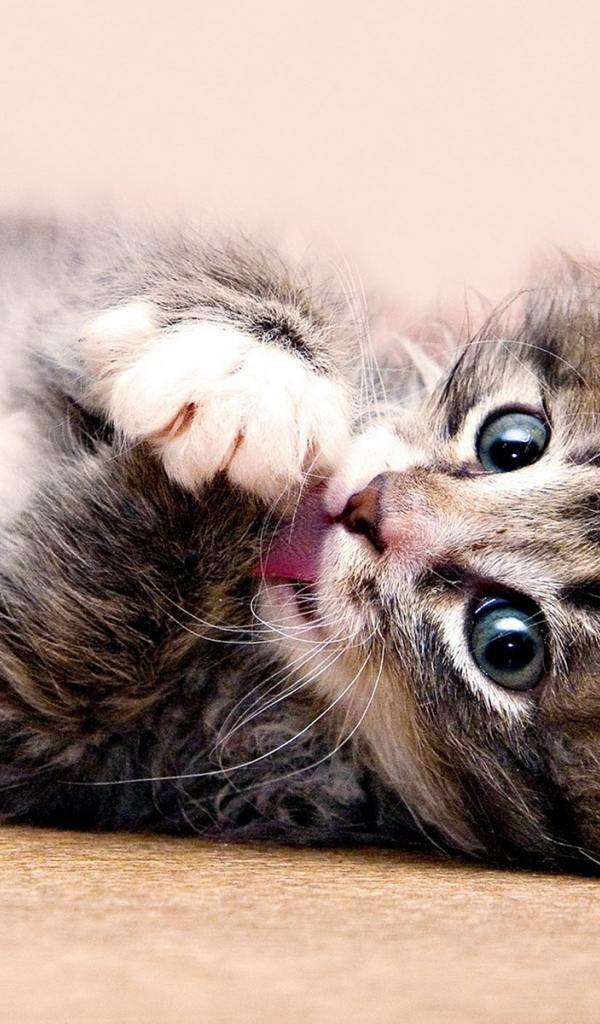 Красивый котенок