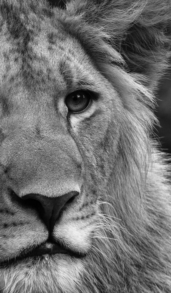 Черно-белый лев