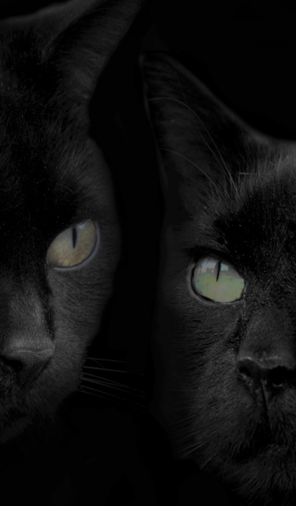 Черные кошка и кот