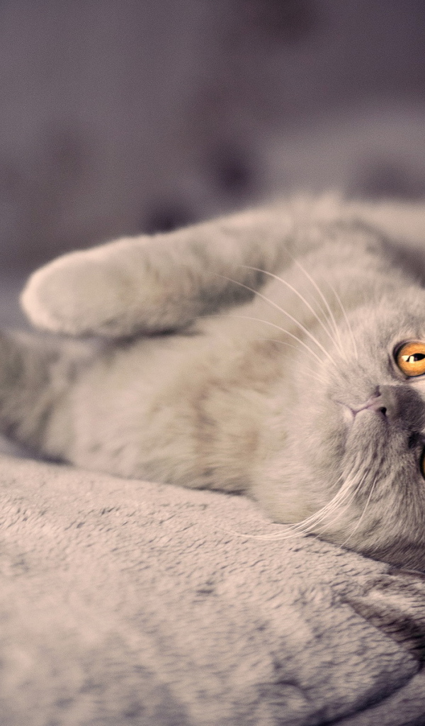 Британский вислоухий кот