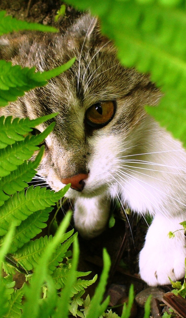 Кошка среди листьев