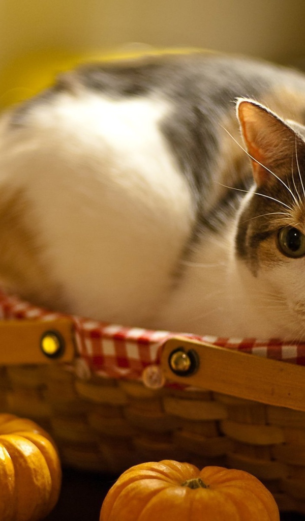 Кошка и корзинка