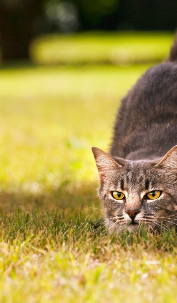 Кот на охоте