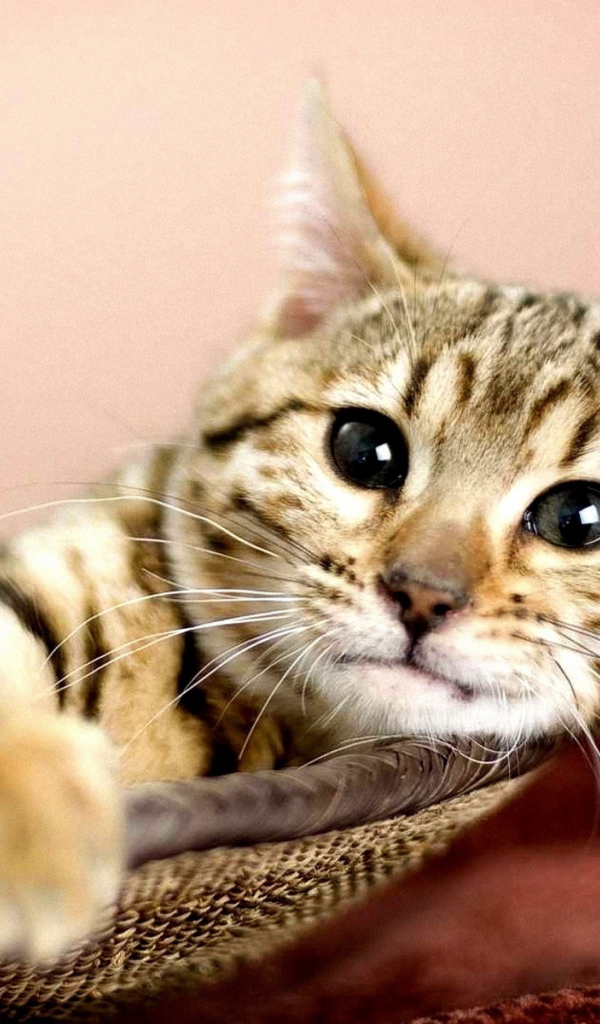 Кошка в корзине