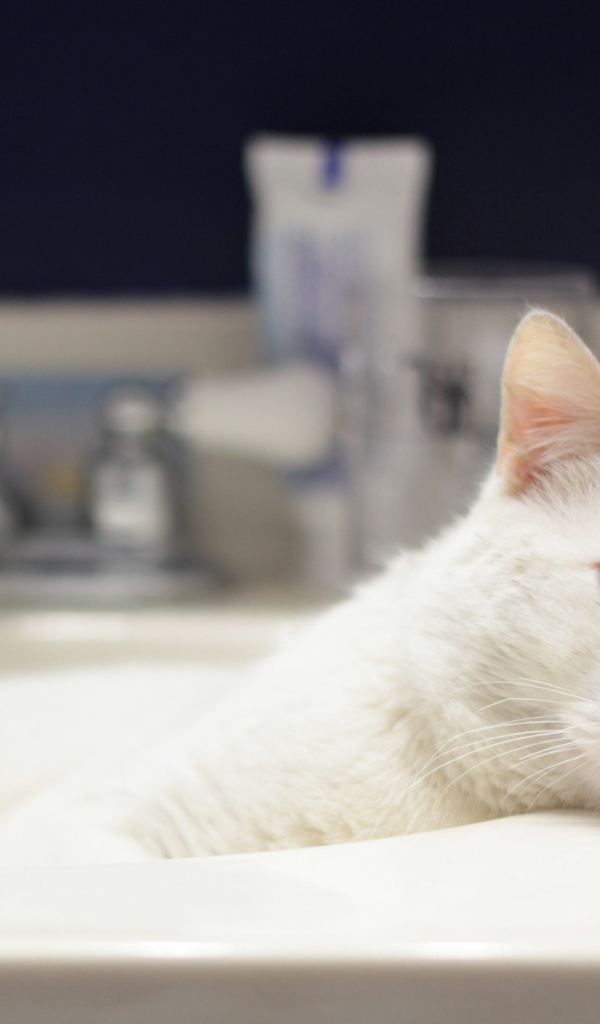 Кот в ванной