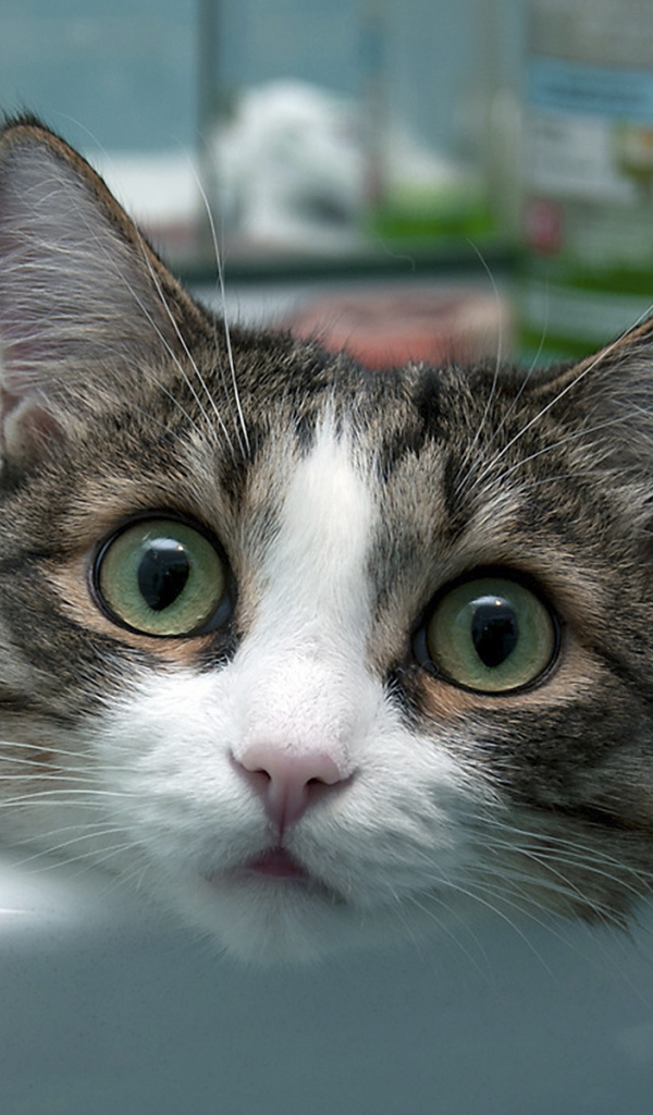 Кот в умывальнике