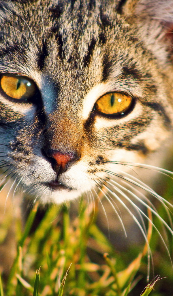 Кошка в траве