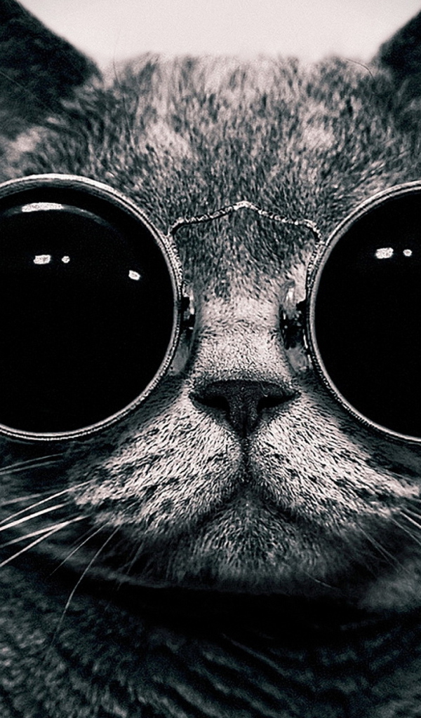 Кот в очках