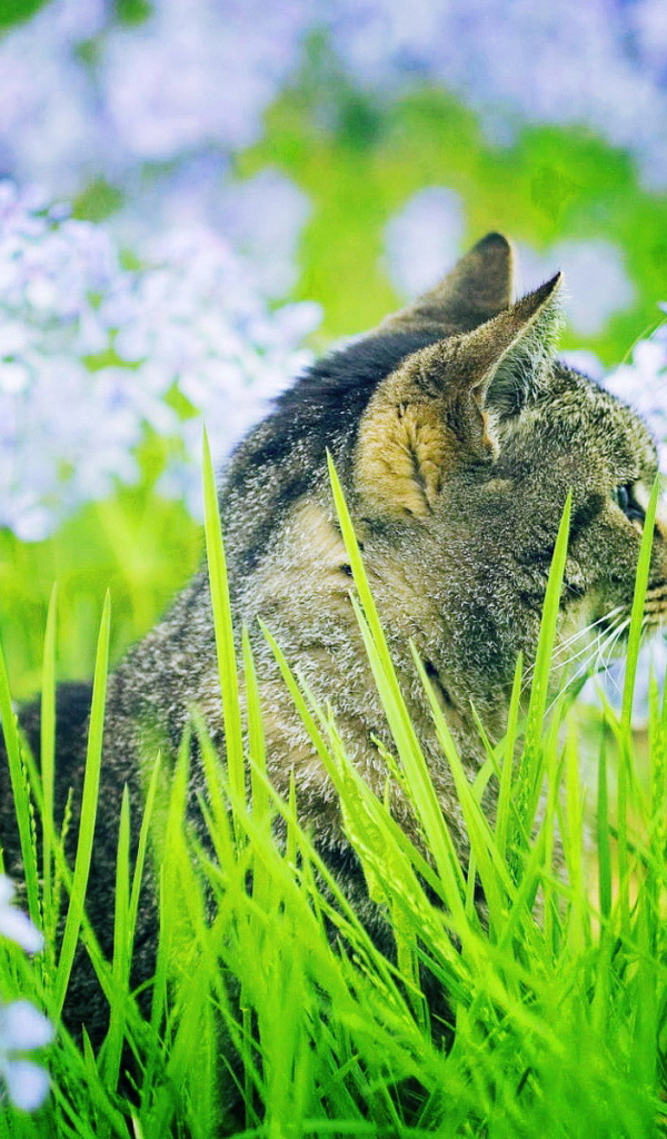Кошка в траве