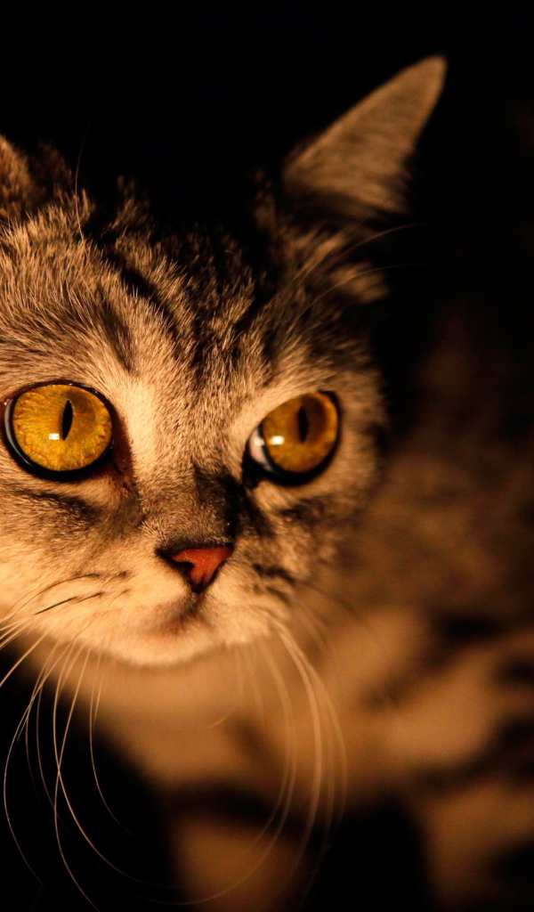 Кошка в ночи