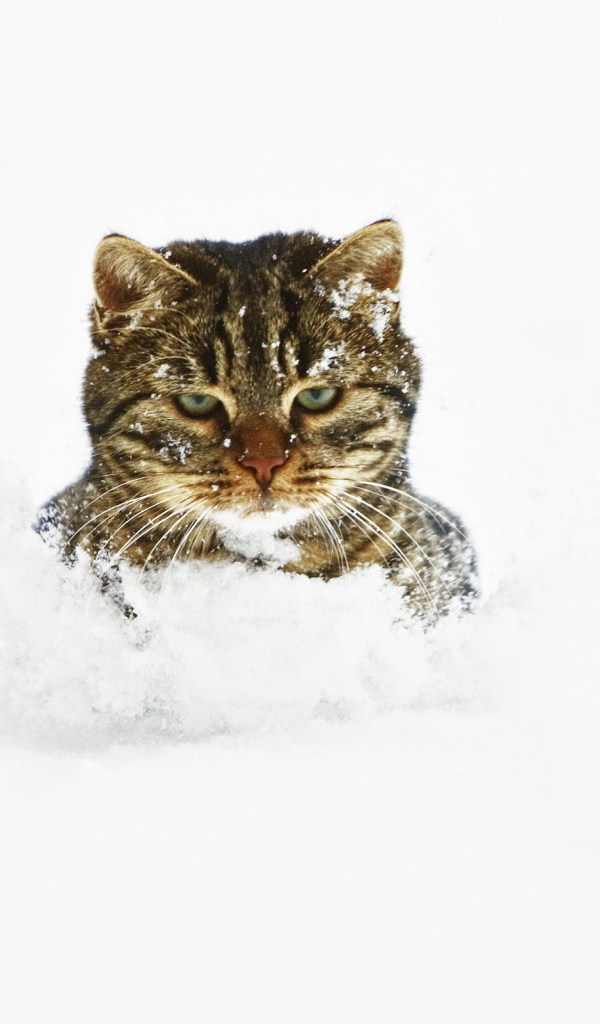 Кот в снегу