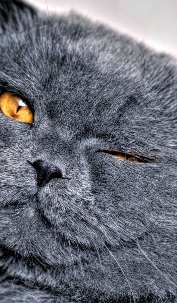 Кошачья мордашка