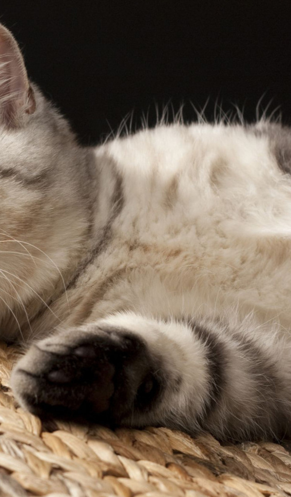 Кошка на корзине