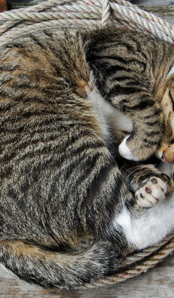 Кошка на веревке