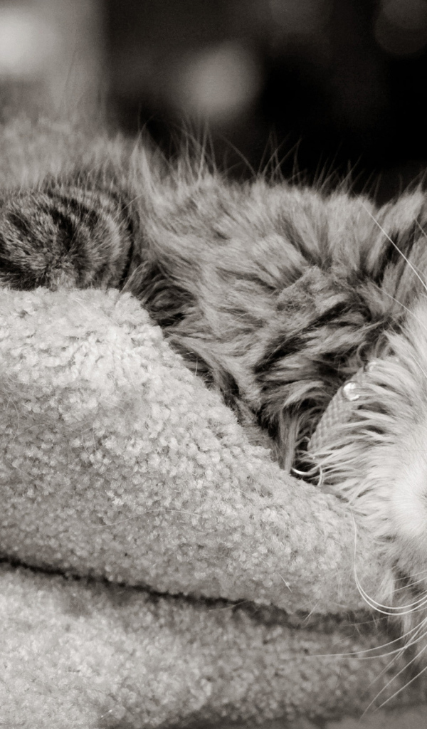 Кошка на шерстяной подушке