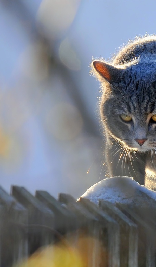 Кот на заборе