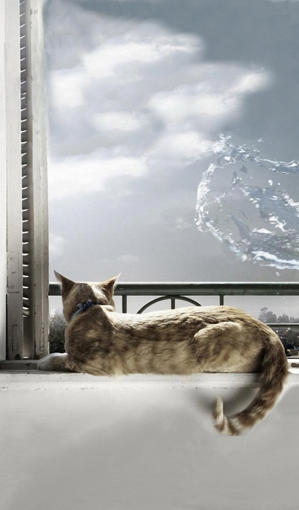 Кот на окне