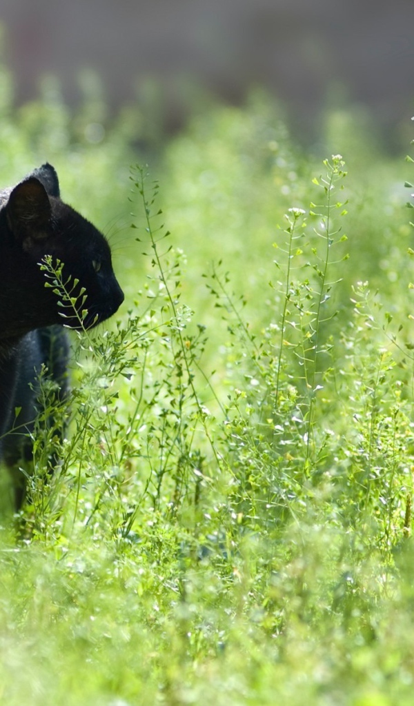 Кот на прогулке