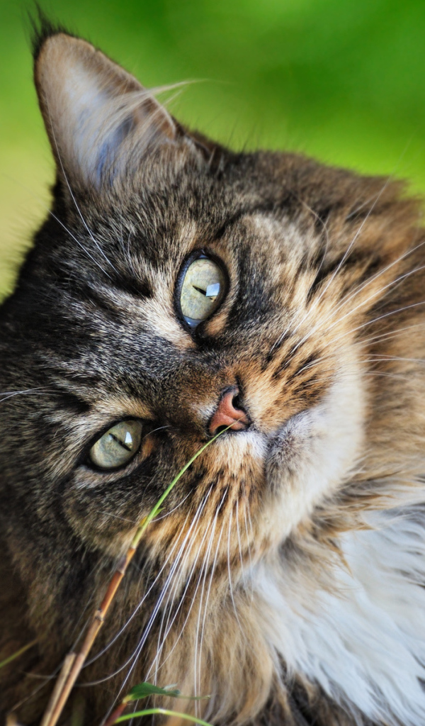 Кошачья мордашка