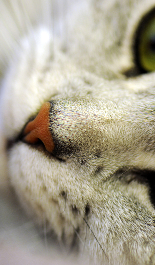 Кошачьи глаза