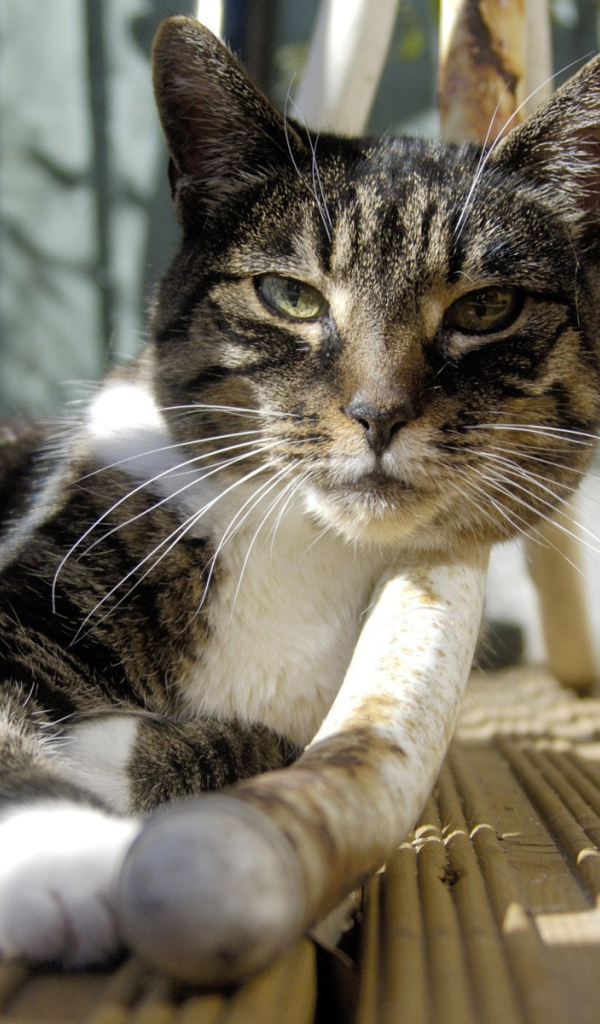 Кошка под столом