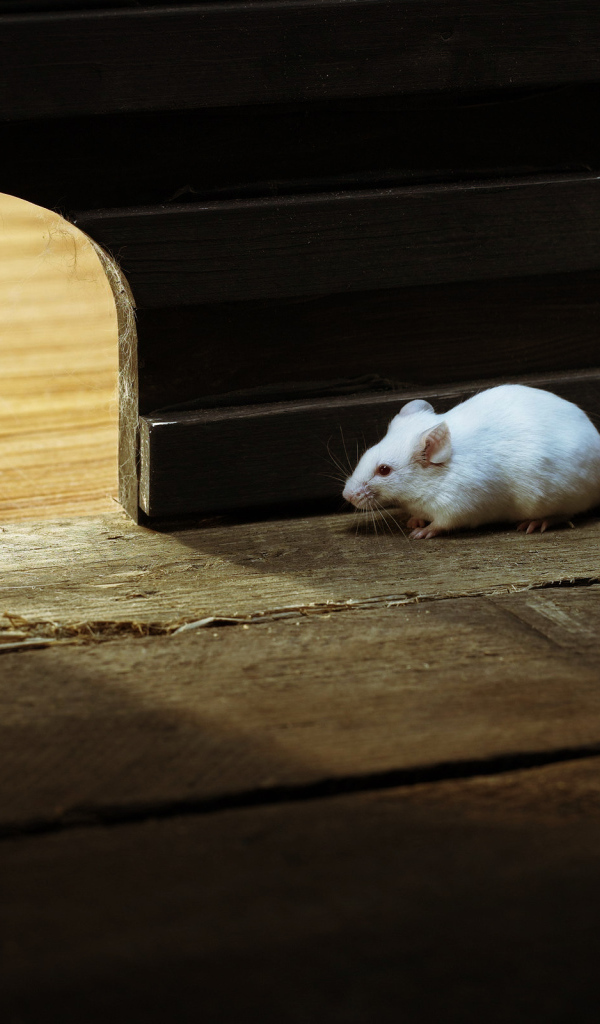 Кошки - мышки