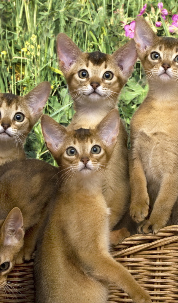 Кошки в корзинке