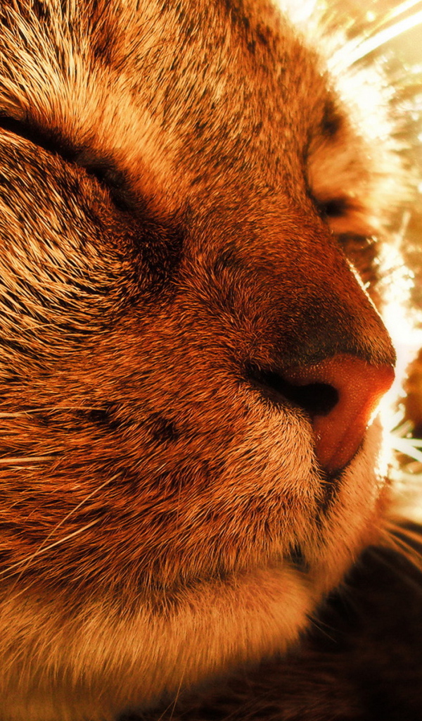 Довольная кошка