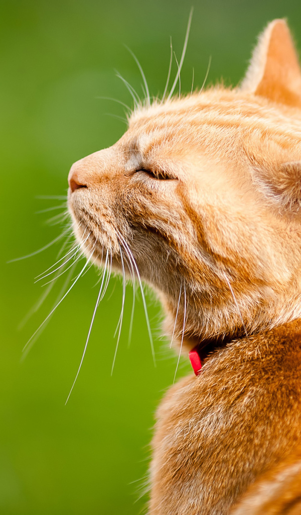 Довольный кот