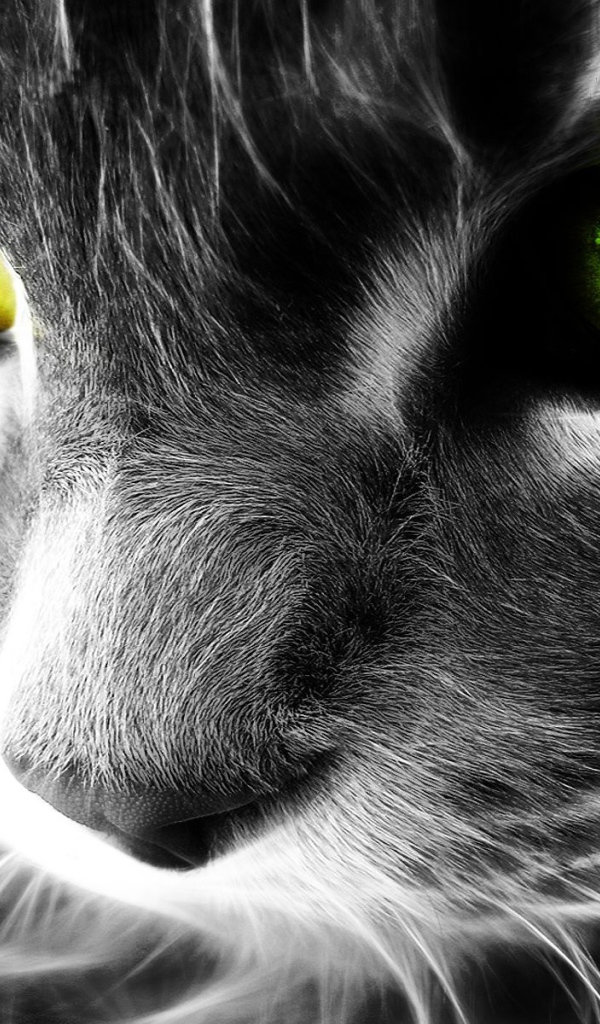 Цифровая кошка