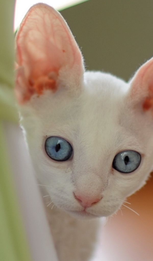 Ушастый котенок