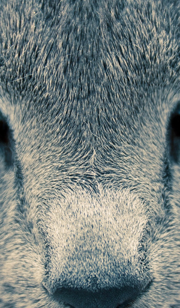 Глаза кошки