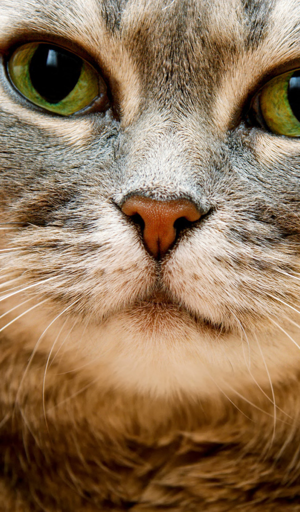 Толстый кот